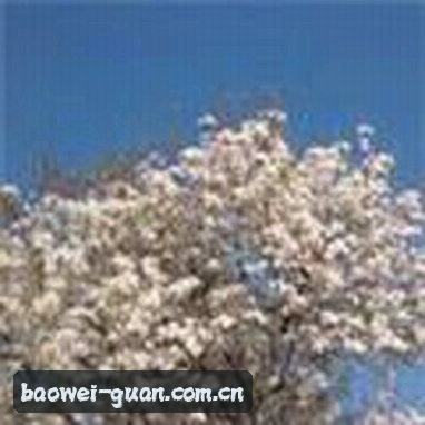 赵敏